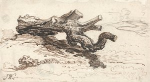 A Tree Trunk on the Ground